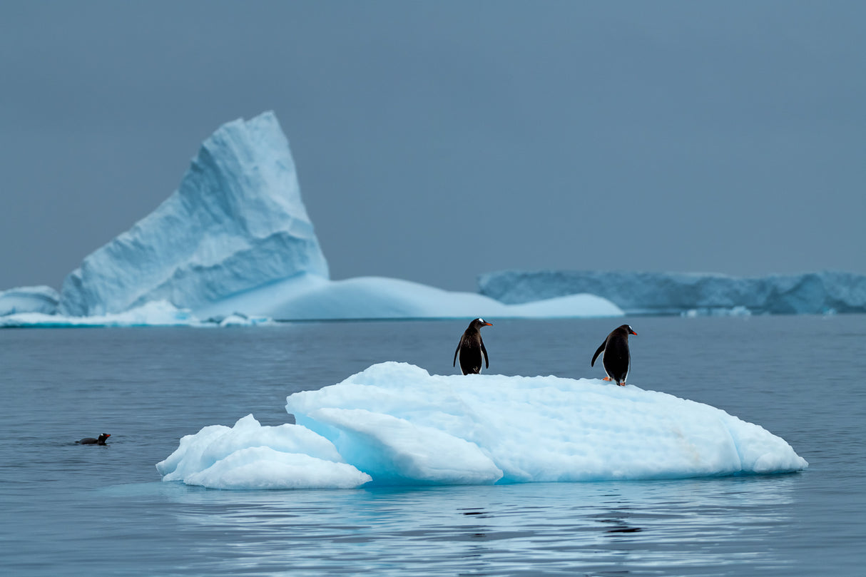 Transportation in Antarctica Poster och Canvastavla