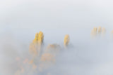 TREES IN FOG Poster och Canvastavla