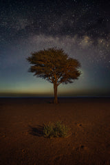 THE BUSH, THE TREE AND THE MILKY WAY Poster och Canvastavla
