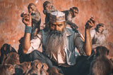 Feeding Monkeys Poster och Canvastavla