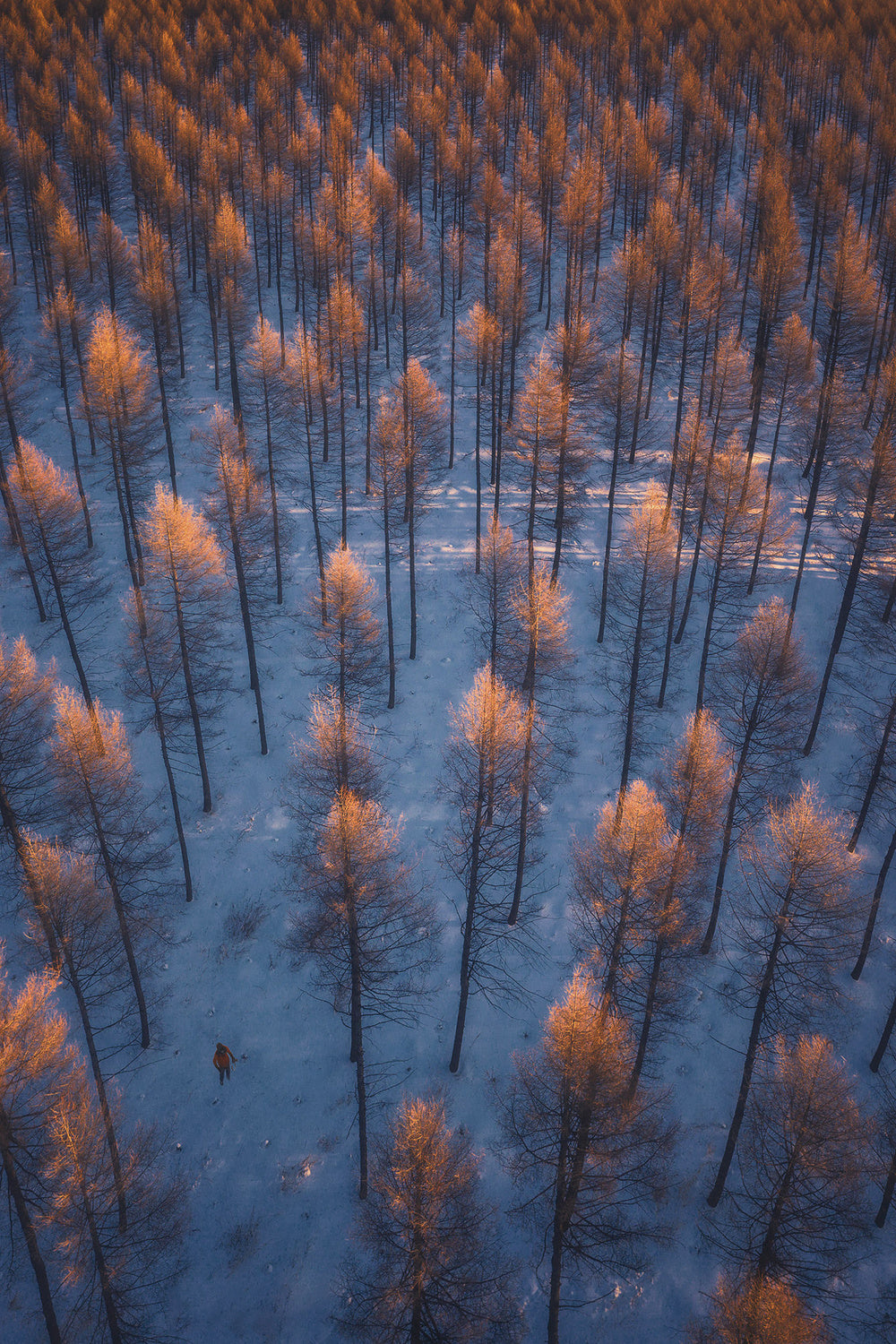 Set Fire to the trees Poster och Canvastavla