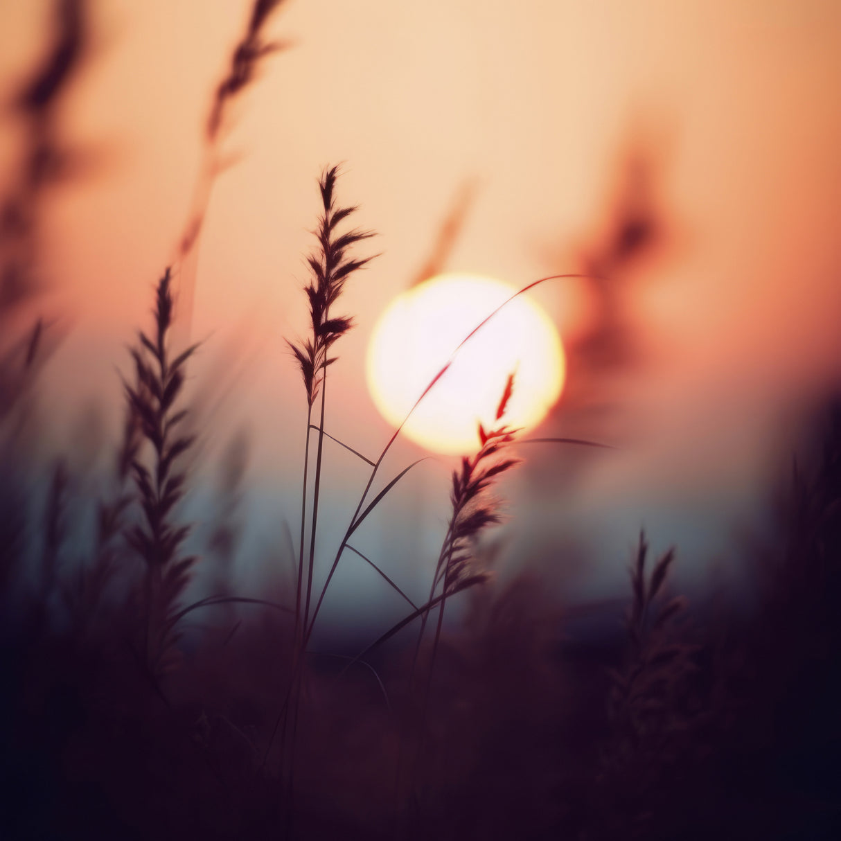 Glowing Sun NO 1 Poster och Canvastavla