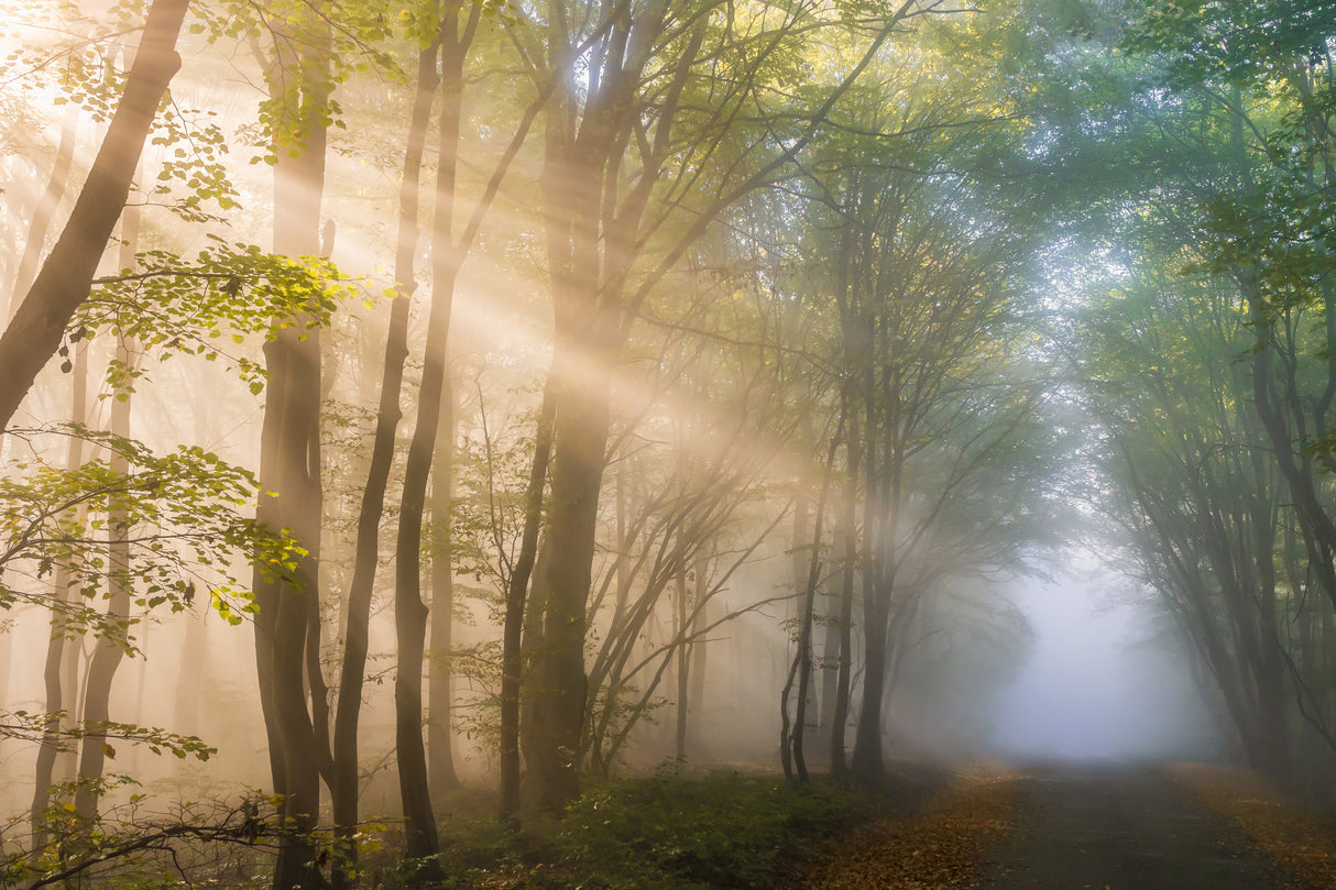 The touch of light Poster och Canvastavla