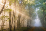 The touch of light Poster och Canvastavla