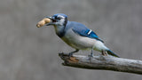 Blue jay's treat Poster och Canvastavla