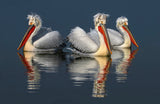 Dalmatian pelicans and reflections Poster och Canvastavla
