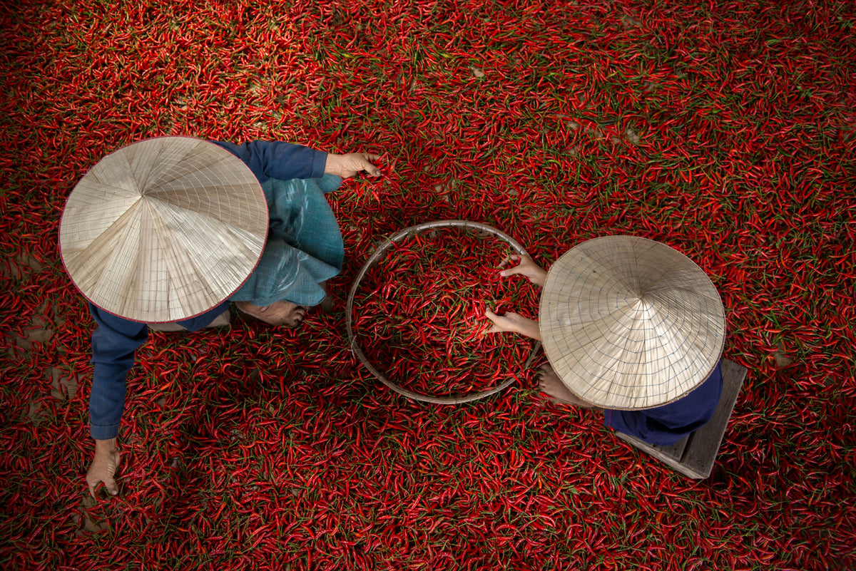Chilli Poster och Canvastavla
