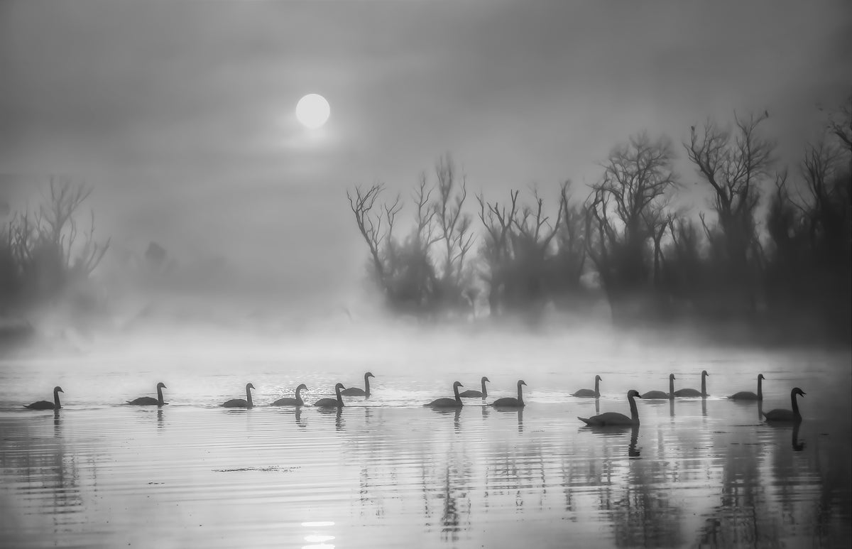 Sun Rising Over Swan Lake Poster och Canvastavla