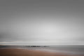 S Y L T Poster och Canvastavla
