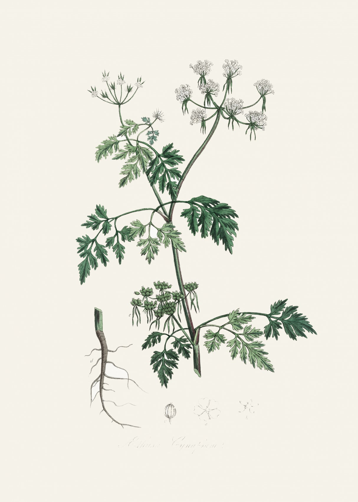 Poison Parsley (aethusa Cynapium) Medical Botany Poster och Canvastavla