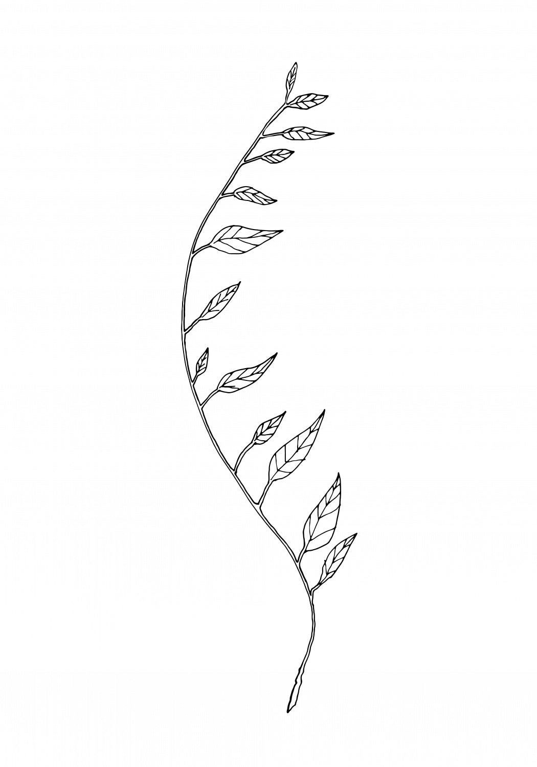 Wavy Branch White Poster och Canvastavla
