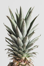 Pineapple Natural 02 Poster och Canvastavla