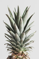 Pineapple Natural 02 Poster och Canvastavla