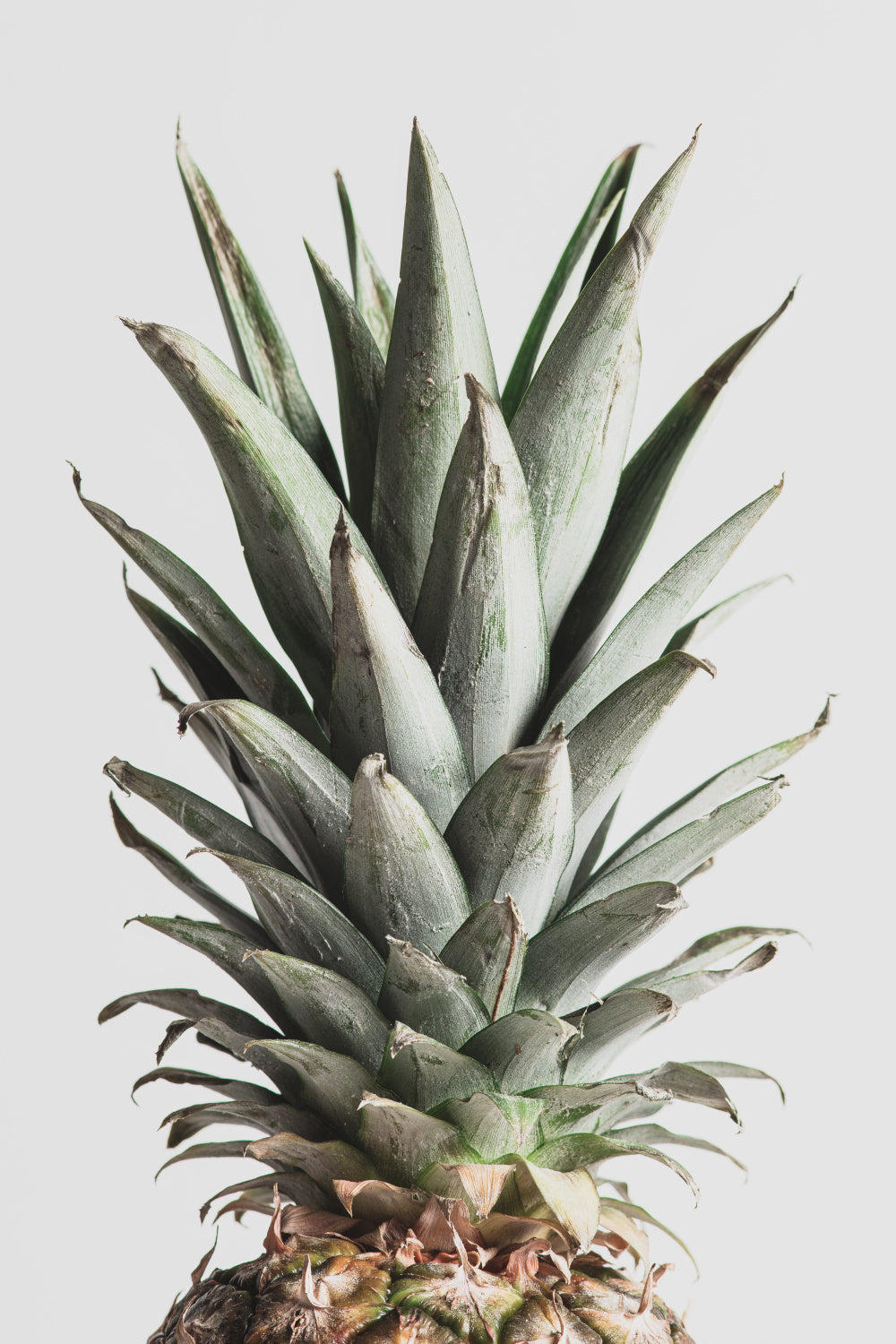 Pineapple Natural 02 Poster och Canvastavla
