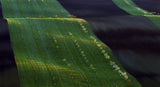 Moravian Waves Poster och Canvastavla