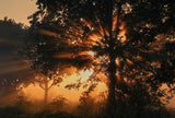 Burning tree Poster och Canvastavla