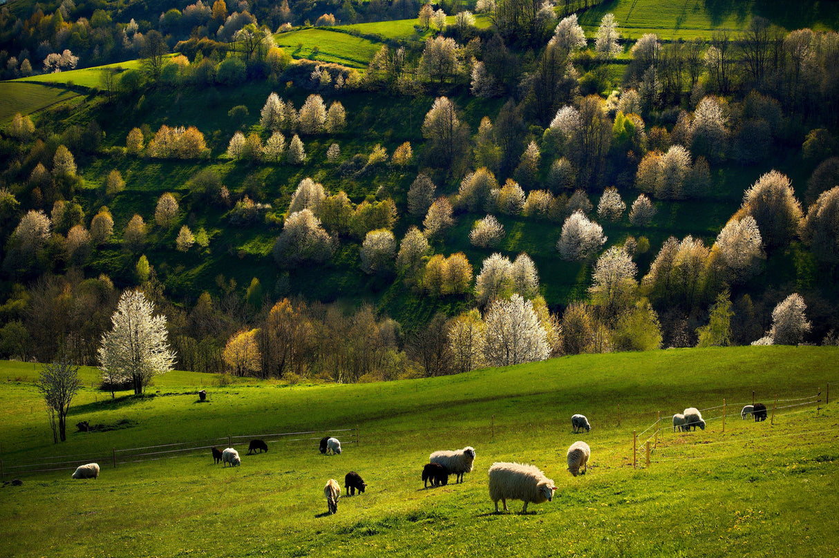 In a meadow Poster och Canvastavla
