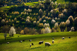 In a meadow Poster och Canvastavla