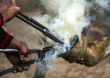 Shoeing a horse Poster och Canvastavla