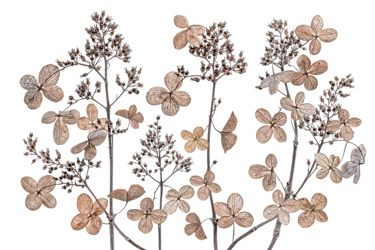 Hydrangea paniculata Poster och Canvastavla