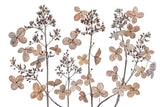 Hydrangea paniculata Poster och Canvastavla