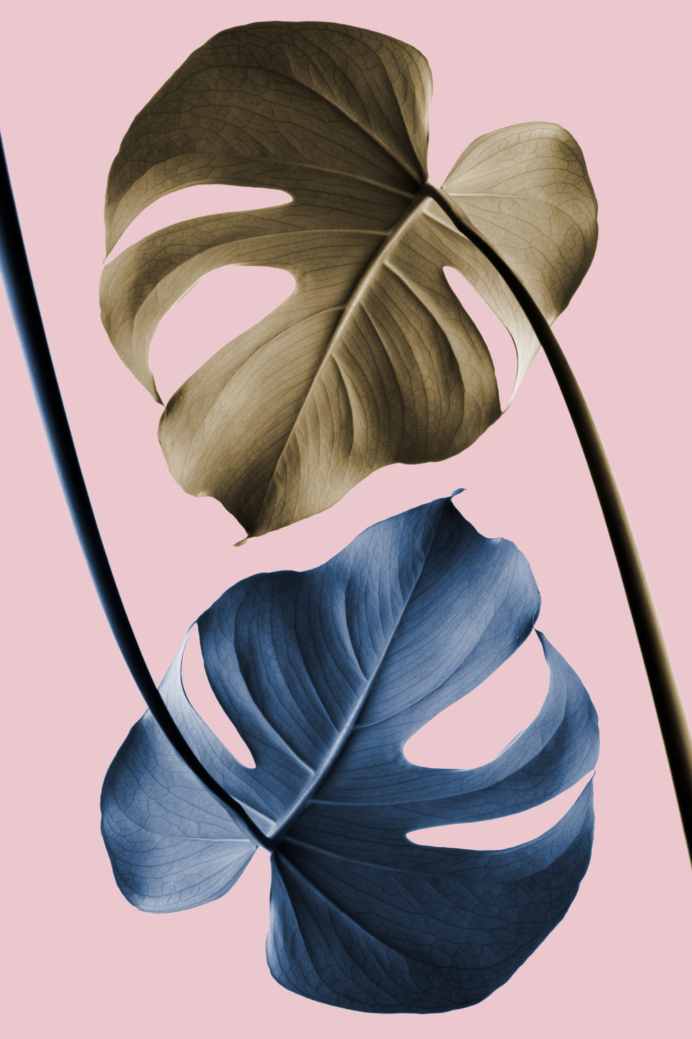 Monstera Pink 12 Poster och Canvastavla