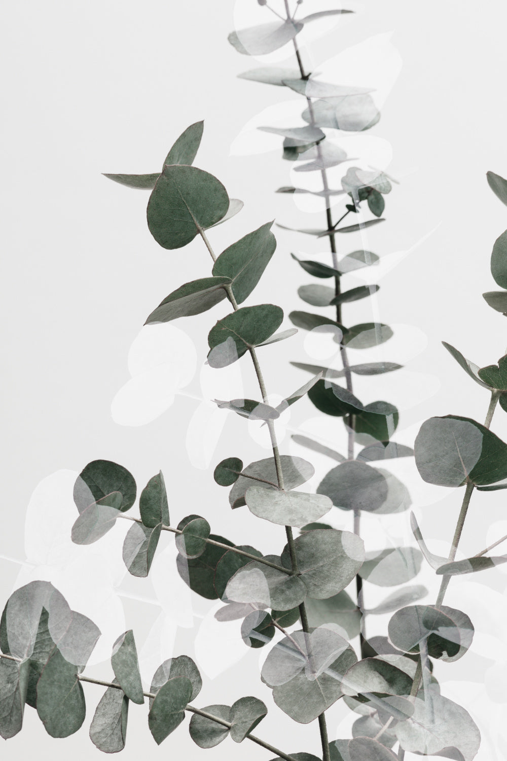 Eucalyptus Creative 06 Poster och Canvastavla