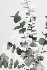 Eucalyptus Creative 06 Poster och Canvastavla