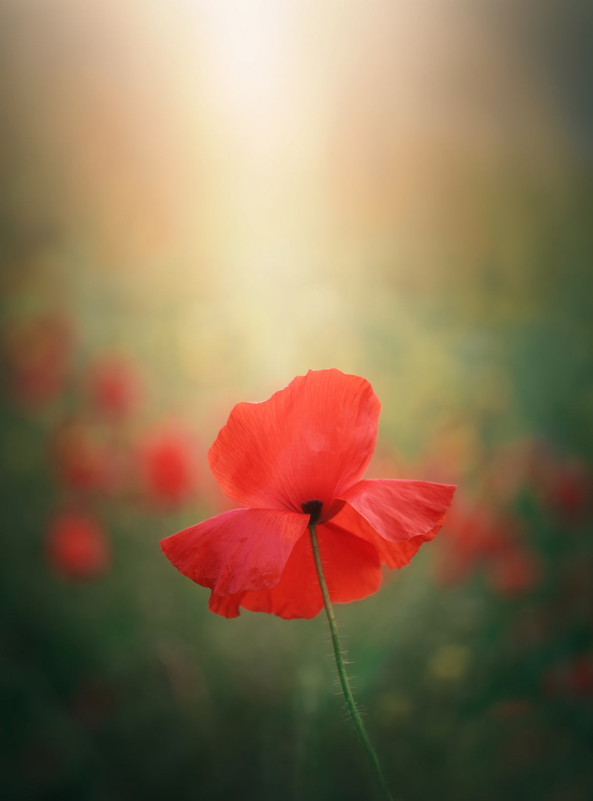 Light and colors 3 7R41568 Poster och Canvastavla