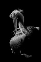 Pelican Poster och Canvastavla