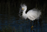 Snowy Egret Poster och Canvastavla