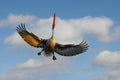 Dalmatian Pelican Poster och Canvastavla