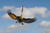 Dalmatian Pelican Poster och Canvastavla