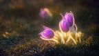 spring greeting Poster och Canvastavla