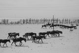 Altay Horses Poster och Canvastavla