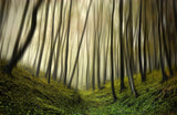 Run forest, run Poster och Canvastavla