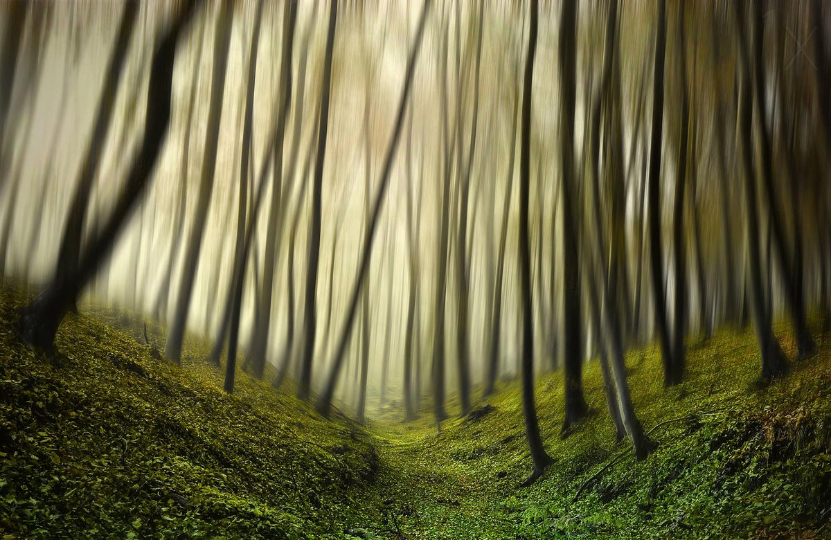 Run forest, run Poster och Canvastavla