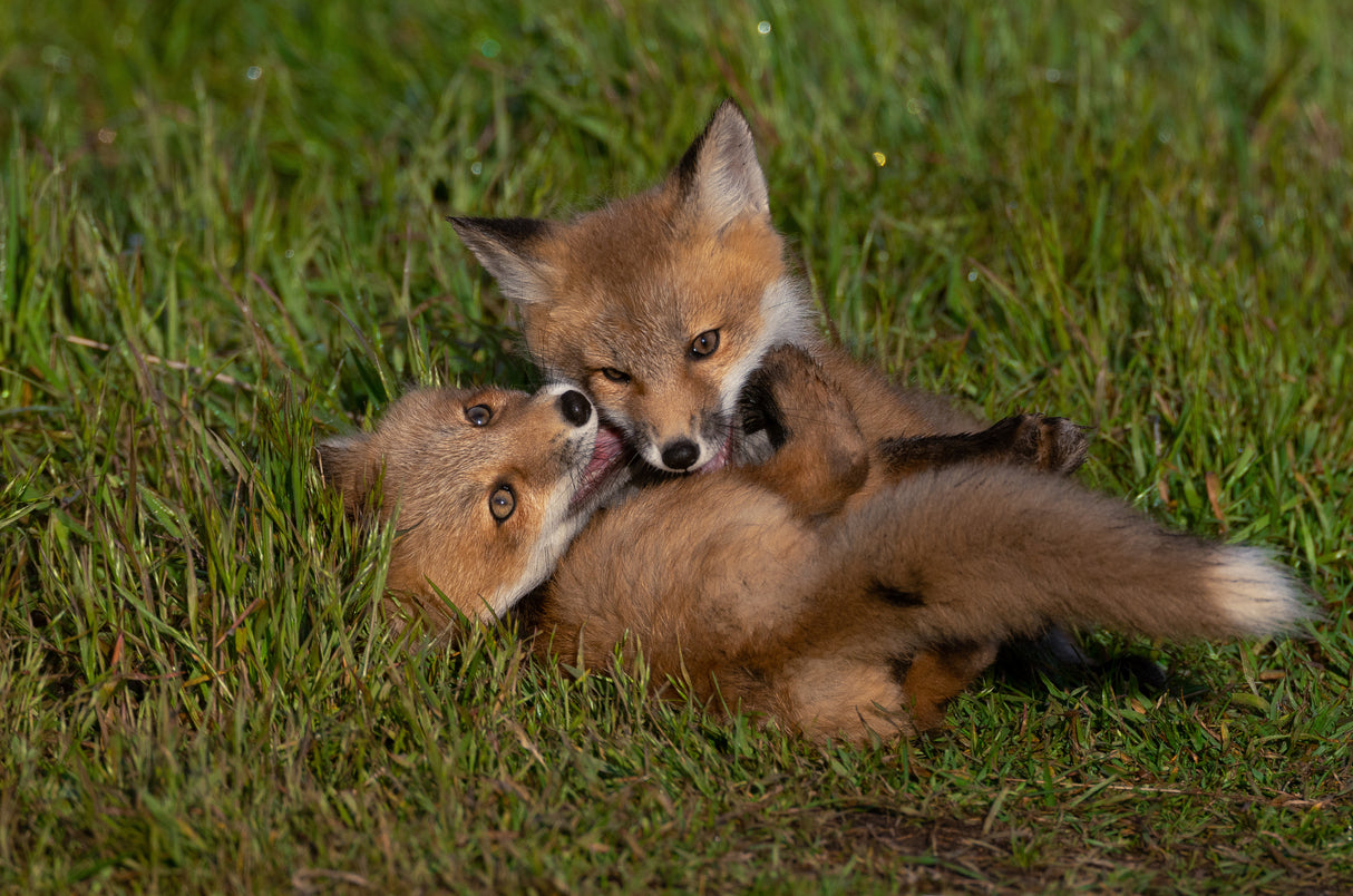 Red Fox Poster och Canvastavla