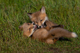 Red Fox Poster och Canvastavla
