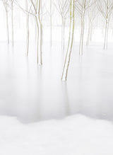 Winter Reflection Poster och Canvastavla