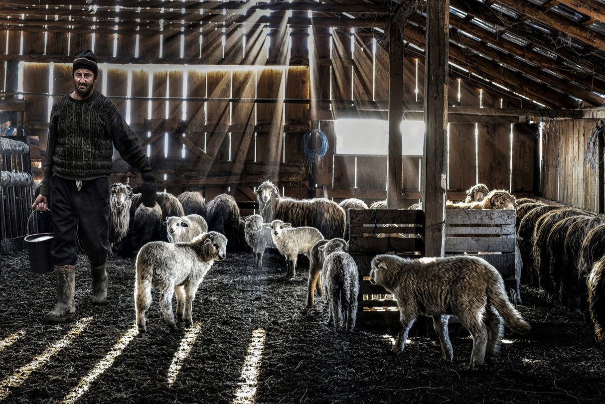 Rays of light in the stable Poster och Canvastavla