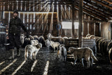 Rays of light in the stable Poster och Canvastavla