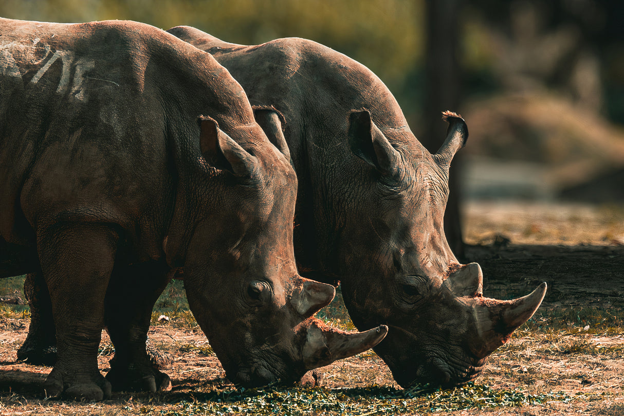 Pair of African Rhinoceroses Poster och Canvastavla