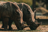 Pair of African Rhinoceroses Poster och Canvastavla