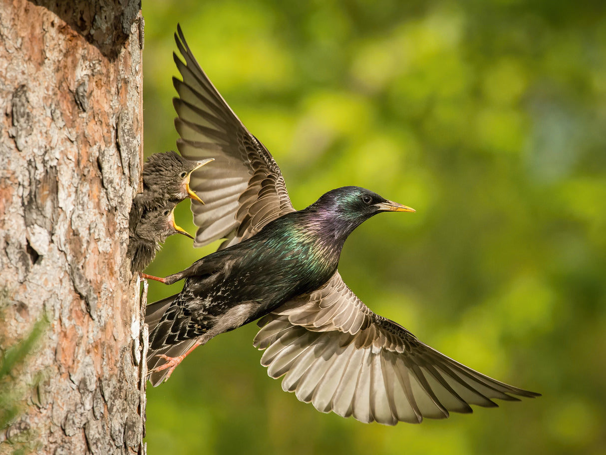 The Common Starling, Sturnus vulgaris Poster och Canvastavla