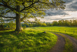 Road in nature Poster och Canvastavla
