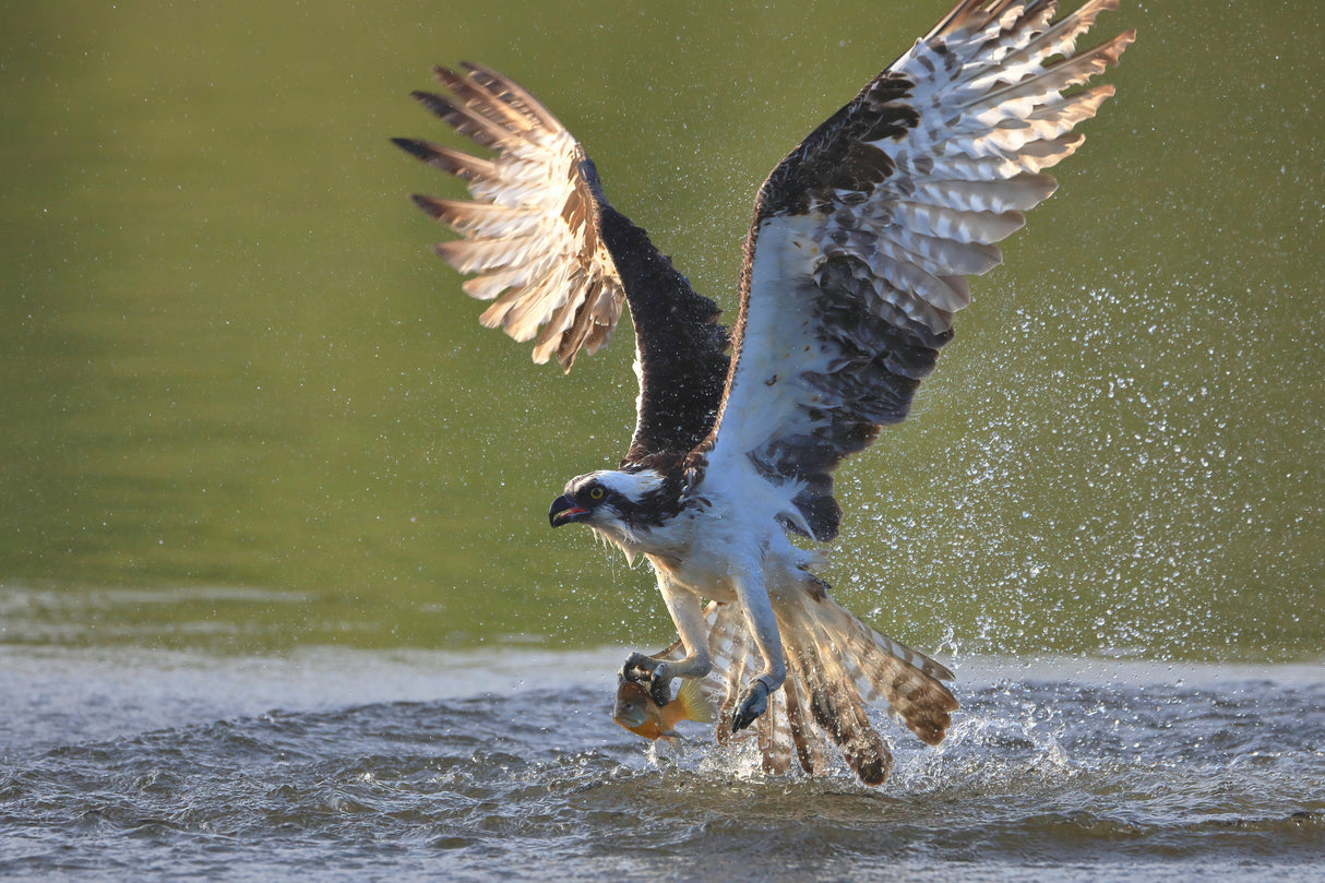 Osprey in hunting Poster och Canvastavla