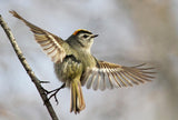Golden-crowned-Kinglet Poster och Canvastavla