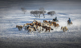 Galloping Horses Poster och Canvastavla