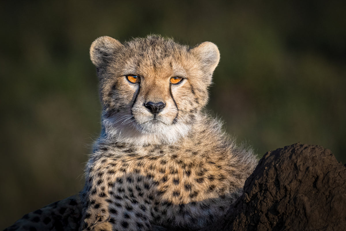 Future King of the Savanna Poster och Canvastavla